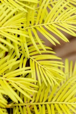 Golden Dragon Plum Yew (Cephalotaxus Harringtonia) - 3 Gallon Pot 13 Golden Dragon Plum Yew (Cephalotaxus Harringtonia) - 3 Gallon Pot -Wilson Bros Gardens cephalotaxus harringtonia golden dragon japanese yew 22