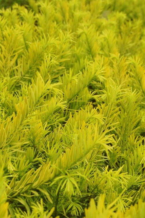 Golden Dragon Plum Yew (Cephalotaxus Harringtonia) - 3 Gallon Pot 6 Golden Dragon Plum Yew (Cephalotaxus Harringtonia) - 3 Gallon Pot - Image 4