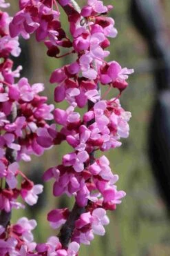 Traveller Weeping Redbud Tree - 7 Gallon Pot -Wilson Bros Gardens cercis canadensis travelers pink weeping redbud 6