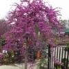 Traveller Weeping Redbud Tree - 7 Gallon Pot 1 Traveller Weeping Redbud Tree - 7 Gallon Pot -Wilson Bros Gardens cercis canadensis travellers pink weeping redbud 3