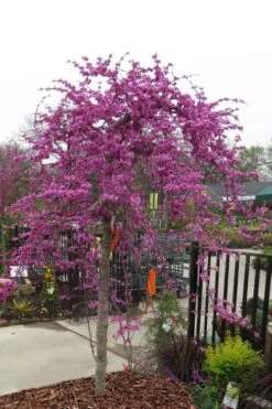 New Arrival 11 Traveller Weeping Redbud Tree - 7 Gallon Pot