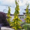 Filip's Golden Tears Lawson Cypress - 1 Gallon Pot 1 Filip's Golden Tears Lawson Cypress - 1 Gallon Pot -Wilson Bros Gardens chamaecyparis lawsoniana filips golden tears lawson cypress 6