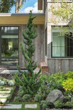 Wissel's Saguaro Lawson Cypress - 5 Gallon Pot