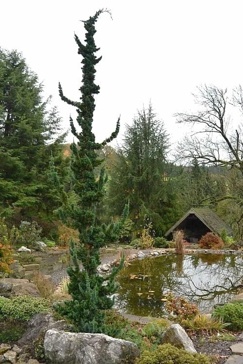 Wissel's Saguaro Lawson Cypress - 1 Gallon Pot 6 Wissel's Saguaro Lawson Cypress - 1 Gallon Pot - Image 4