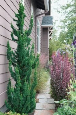 Wissel's Saguaro Lawson Cypress - 1 Gallon Pot 11 Wissel's Saguaro Lawson Cypress - 1 Gallon Pot -Wilson Bros Gardens chamaecyparis lawsoniani wissels saguaro cypress 5 1