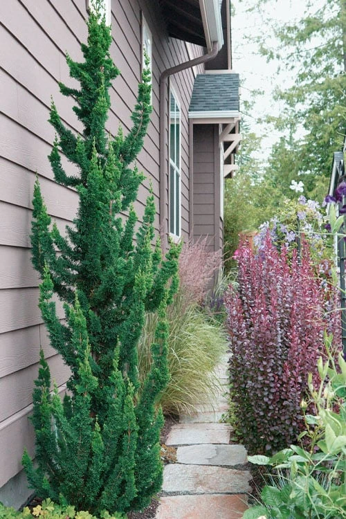 Wissel's Saguaro Lawson Cypress - 3 Gallon Pot 6 Wissel's Saguaro Lawson Cypress - 3 Gallon Pot - Image 5