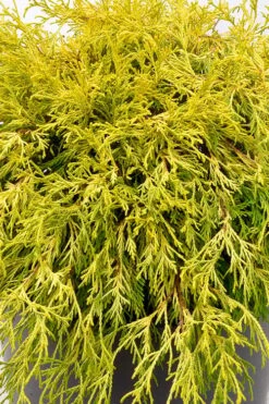 Gold Mop Threadleaf Cypress Tree (Standard Topiary) - 5 Gallon Pot 8 Gold Mop Threadleaf Cypress Tree (Standard Topiary) - 5 Gallon Pot -Wilson Bros Gardens chamaecyparis pisifera gold mop single trunk topiary tree 2
