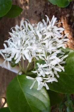 Tokyo Tower Chinese Fringe Tree (Chionanthus Retusus) - 7 Gallon Pot (4-5') 13 Tokyo Tower Chinese Fringe Tree (Chionanthus Retusus) - 7 Gallon Pot (4-5') -Wilson Bros Gardens chionanthus retusus tokyo tower chinese fringe tree 4 2