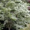 Spring Fleecing Fringe Tree (Chionanthus Virginicus) - 7 Gallon Pot (4-5') 2 Spring Fleecing Fringe Tree (Chionanthus Virginicus) - 7 Gallon Pot (4-5') -Wilson Bros Gardens chionanthus virginicus spring fleecing fringe tree 5