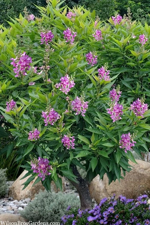 El Nino Desert Orchid (Chitalpa) - 3 Gallon Pot 6 El Nino Desert Orchid (Chitalpa) - 3 Gallon Pot - Image 4