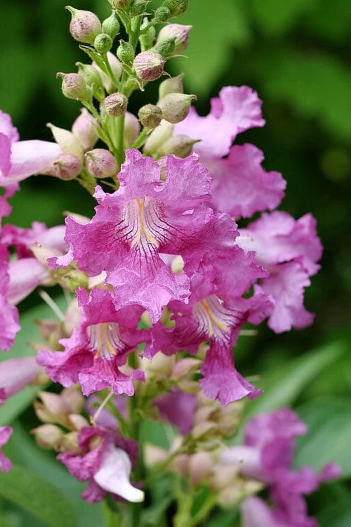 El Nino Desert Orchid (Chitalpa) - 3 Gallon Pot 7 El Nino Desert Orchid (Chitalpa) - 3 Gallon Pot - Image 5