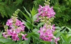 El Nino Desert Orchid (Chitalpa) - 3 Gallon Pot 17 El Nino Desert Orchid (Chitalpa) - 3 Gallon Pot -Wilson Bros Gardens chitalpa el nino desert orchid 3