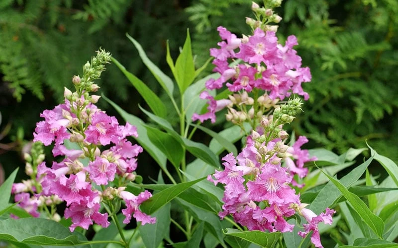 El Nino Desert Orchid (Chitalpa) - 3 Gallon Pot 10 El Nino Desert Orchid (Chitalpa) - 3 Gallon Pot - Image 8