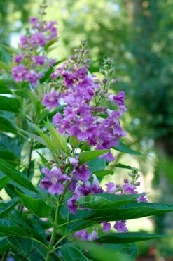 El Nino Desert Orchid (Chitalpa) - 3 Gallon Pot 16 El Nino Desert Orchid (Chitalpa) - 3 Gallon Pot -Wilson Bros Gardens chitalpa el nino desert orchid 6