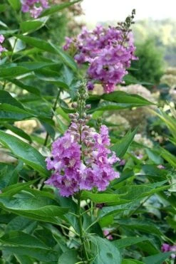 El Nino Desert Orchid (Chitalpa) - 3 Gallon Pot 15 El Nino Desert Orchid (Chitalpa) - 3 Gallon Pot -Wilson Bros Gardens chitalpa el nino desert orchid 8