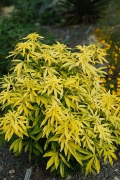 Goldfingers Mexican Orange Blossom (Choisya) - 1 Gallon Pot -Wilson Bros Gardens choisya ternata goldfinger mexican orange blossom 7