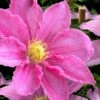 Abilene Clematis - 1 Gallon Pot -Wilson Bros Gardens clematis abilene 15