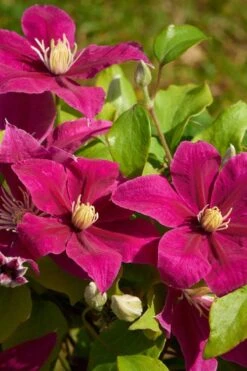 Acropolis Clematis - 1 Gallon Pot -Wilson Bros Gardens clematis acropolis 5
