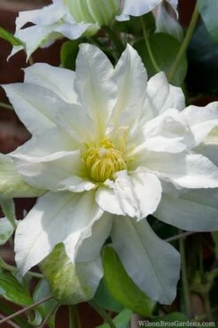 Arctic Queen Clematis - 1 Gallon Pot -Wilson Bros Gardens clematis arctic queen 8