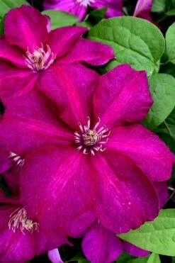 Cardinal Wyszynski Clematis - 1 Gallon Pot -Wilson Bros Gardens clematis cardinal wyszynski 11