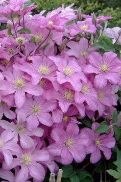Comtesse De Bouchaud Clematis - 1 Gallon Pot -Wilson Bros Gardens clematis comtesse de bouchaud 3
