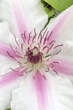 Corinne Clematis - 1 Gallon Pot -Wilson Bros Gardens clematis corinne 15