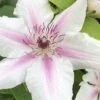 Corinne Clematis - 1 Gallon Pot -Wilson Bros Gardens clematis corinne 16