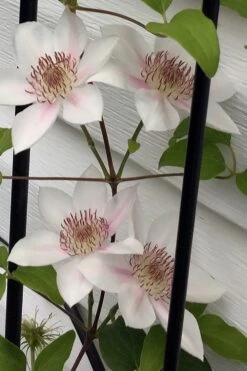 Corinne Clematis - 1 Gallon Pot -Wilson Bros Gardens clematis corinne 17