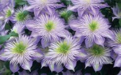 Crystal Fountain Clematis - 1 Gallon Pot -Wilson Bros Gardens clematis crystal fountain 2