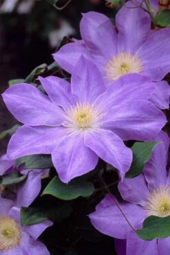 Diana's Delight Clematis - 1 Gallon Pot -Wilson Bros Gardens clematis dianas delight 2