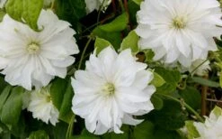 Duchess Of Edinburgh Clematis - 2 Gallon Pot -Wilson Bros Gardens clematis duschess of edinburgh 3