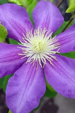General Sikorski Clematis - 1 Gallon Pot 16 General Sikorski Clematis - 1 Gallon Pot -Wilson Bros Gardens clematis general sikorski 8