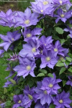 H. F. Young Clematis - 1 Gallon Pot 11 H. F. Young Clematis - 1 Gallon Pot -Wilson Bros Gardens clematis h f young 13