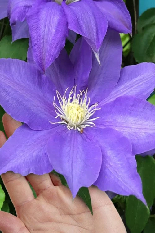 H. F. Young Clematis - 1 Gallon Pot 3 H. F. Young Clematis - 1 Gallon Pot