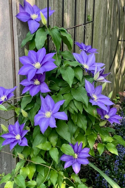 H. F. Young Clematis - 1 Gallon Pot 7 H. F. Young Clematis - 1 Gallon Pot - Image 5