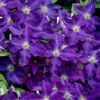 Jackmanii Superba Clematis - 1 Gallon Pot -Wilson Bros Gardens clematis jackmanii superba 1