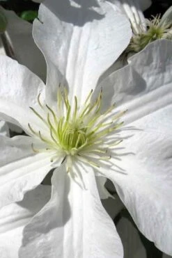 John Huxtable Clematis - 1 Gallon Pot -Wilson Bros Gardens clematis john huxtable 1