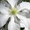 John Huxtable Clematis - 1 Gallon Pot -Wilson Bros Gardens clematis john huxtable 2