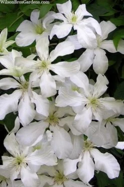 John Huxtable Clematis - 1 Gallon Pot -Wilson Bros Gardens clematis john huxtable 3