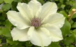 Kitty Clematis - 1 Gallon Pot -Wilson Bros Gardens clematis kitty 8