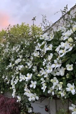 Grandiflora Montana Clematis - 1 Gallon Pot -Wilson Bros Gardens clematis montana grandiflora 1