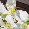 Grandiflora Montana Clematis - 1 Gallon Pot