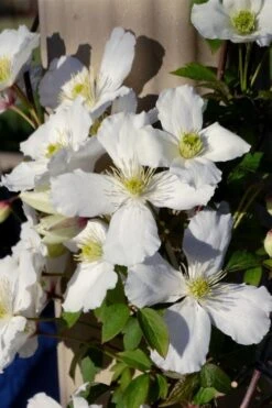 Grandiflora Montana Clematis - 1 Gallon Pot -Wilson Bros Gardens clematis montana grandiflora 9
