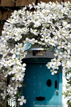 Grandiflora Montana Clematis - 1 Gallon Pot -Wilson Bros Gardens clematis montana grandiflora20copy