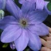 Mrs. Cholmondeley Clematis - 1 Gallon Pot -Wilson Bros Gardens clematis mrs cholmondeley 11