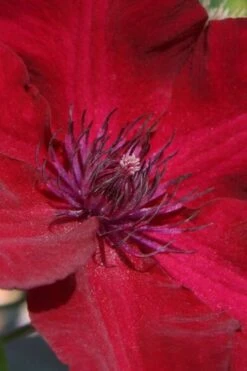 Nubia Clematis - 1 Gallon Pot -Wilson Bros Gardens clematis nubia 6