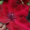 Nubia Clematis - 1 Gallon Pot
