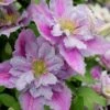 Piilu Clematis (Little Duckling) - 1 Gallon Pot