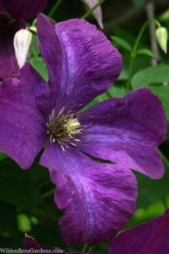 Polish Spirit Clematis - 1 Gallon Pot -Wilson Bros Gardens clematis polish spirit 1