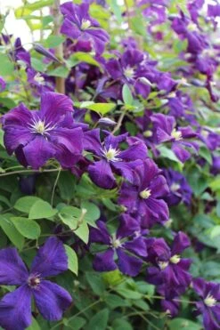 Polish Spirit Clematis - 1 Gallon Pot -Wilson Bros Gardens clematis polish spirit 6